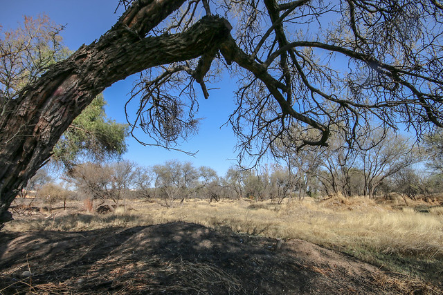 Pabellón de Arteaga, Aguascalientes, apuesta por las propiedades del mezquite