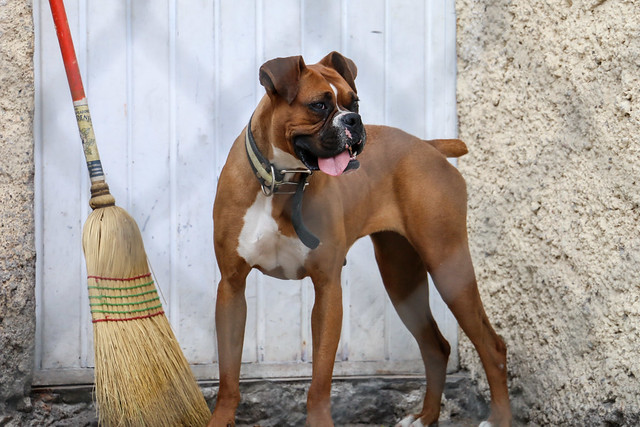 Besos de mascotas pueden causar enfermedades   