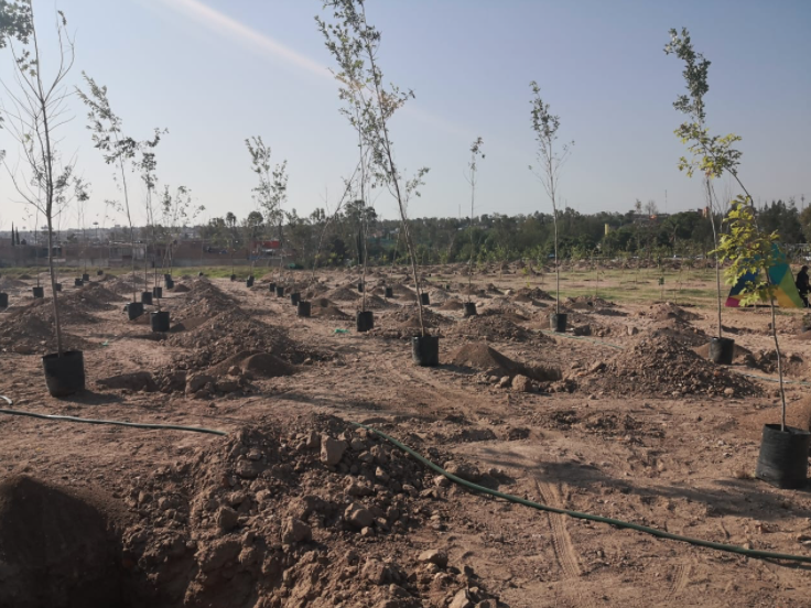 Se plantaron en el último mes más de 10 mil árboles en Aguascalientes