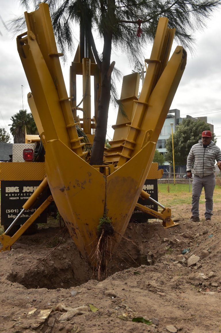 Se reubicarán 72 árboles de paso a desnivel de Av. Salvador Quezada Limón y Segundo Anillo, en Aguascalientes