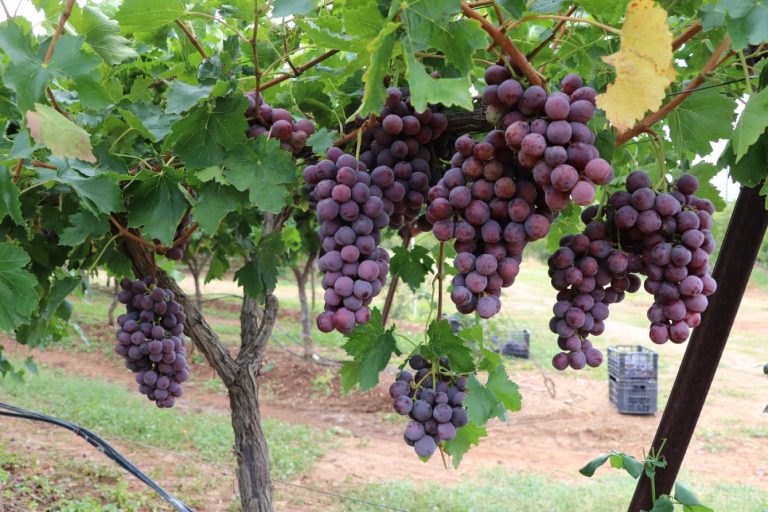 La producción de uva en Aguascalientes será de alrededor de 10 mil toneladas este año   