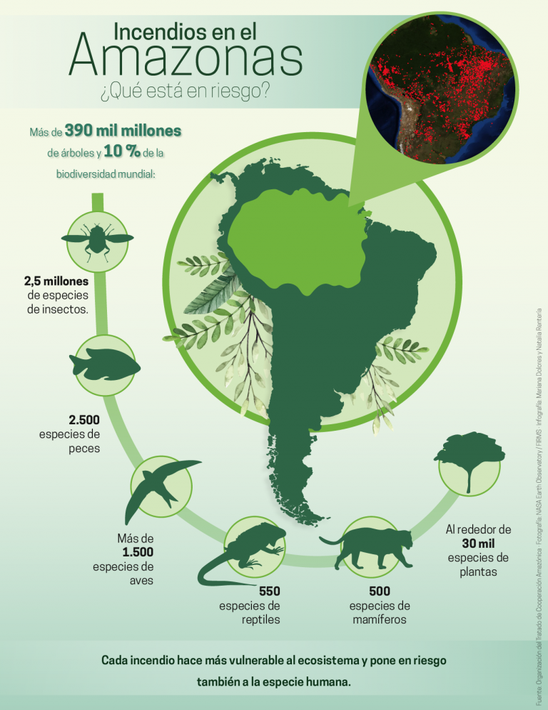 Amazonas perdió 17% de su cubierta forestal en los últimos 50 años