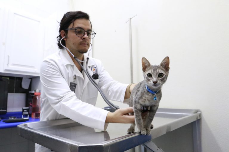 Brinda Hospital Veterinario de la UAA atención a animales domésticos      
