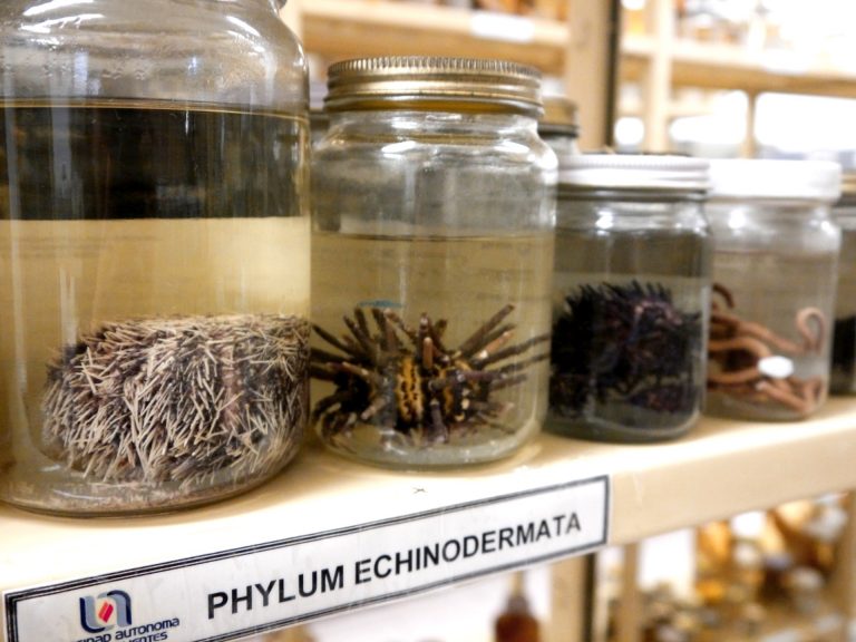 Cuenta Colección Zoológica de la Autónoma de Aguascalientes con casi 40 mil ejemplares 