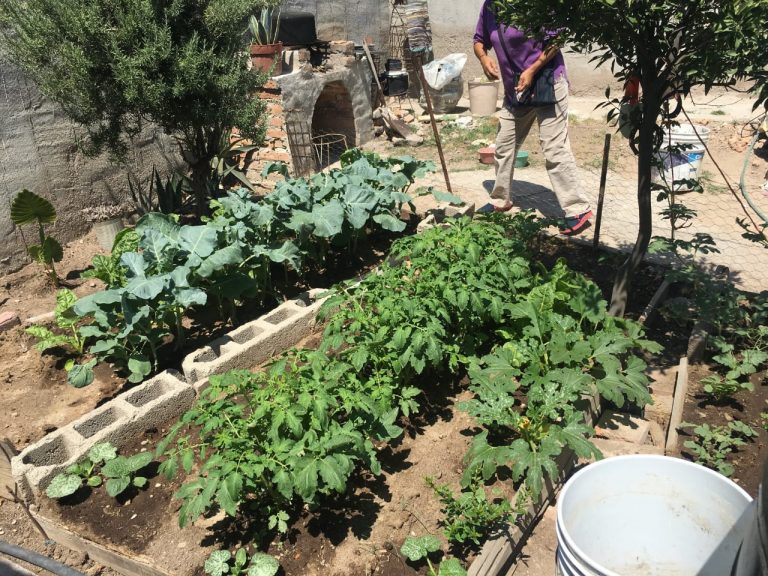 Huertos urbanos en Aguascalientes son clave para un desarrollo sostenible 