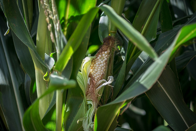 Se llevó a cabo la Expo Maíz 2019 