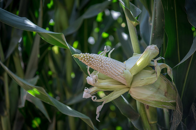 Diputados delinean estrategia para fortalecer rubro agropecuario de Aguascalientes en 2020