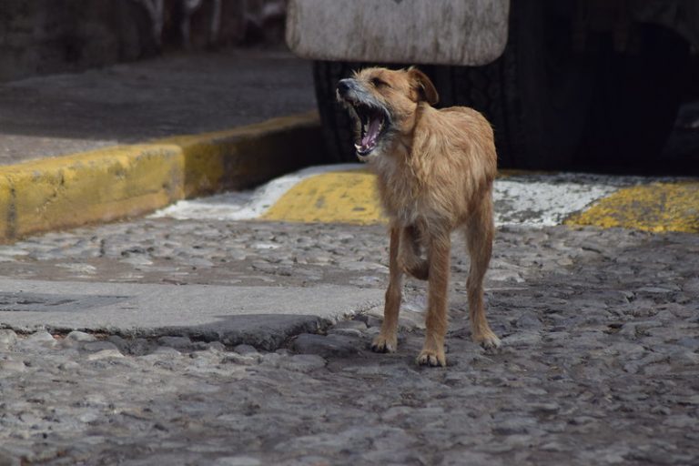 Apuestan por la esterilización para frenar incremento de animales abandonados en Aguascalientes