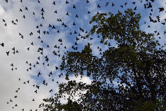 Aves playeras en Aguascalientes