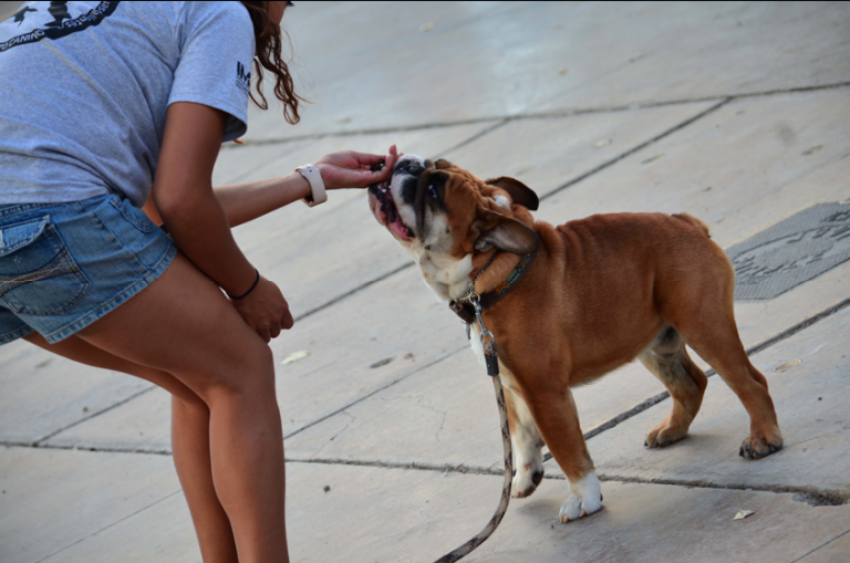 Se gradúa treceava generación de Curso de Adiestramiento Canino en Aguascalientes