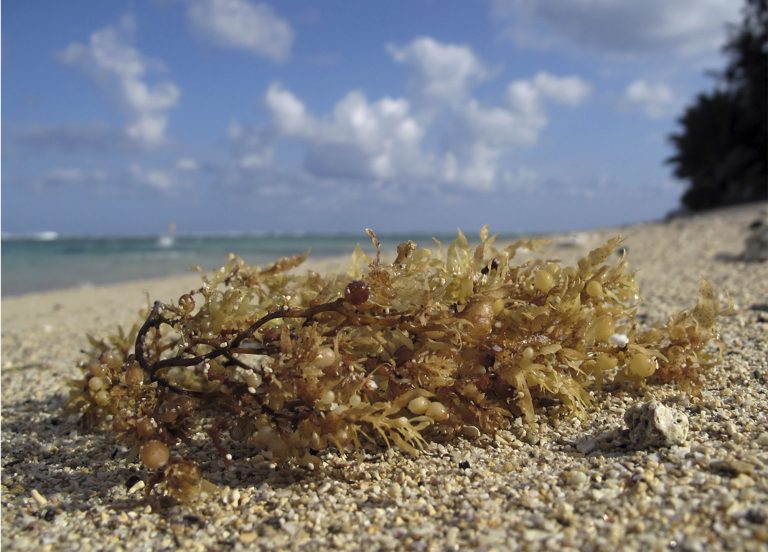 Discutirán científicos del mundo problema del sargazo en el Caribe   
