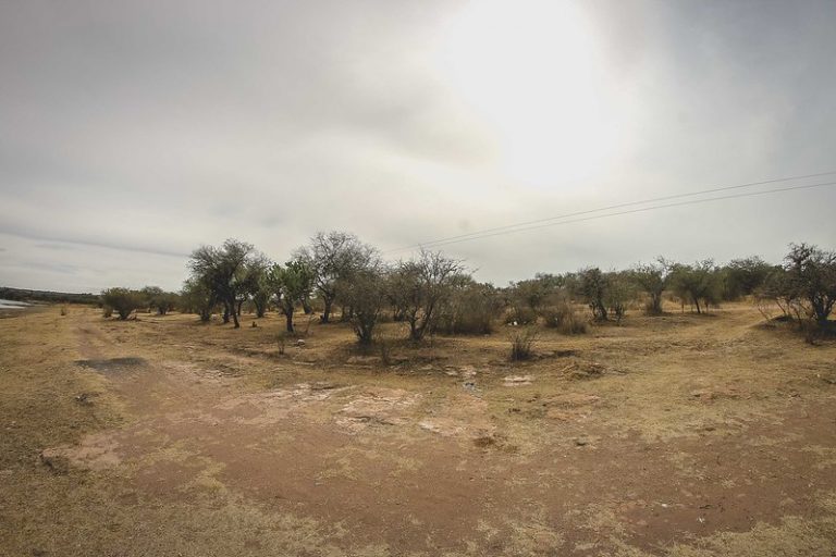 Decenas de organizaciones civiles llaman a la ciudadanía a defender el Bosque de Cobos en Aguascalientes