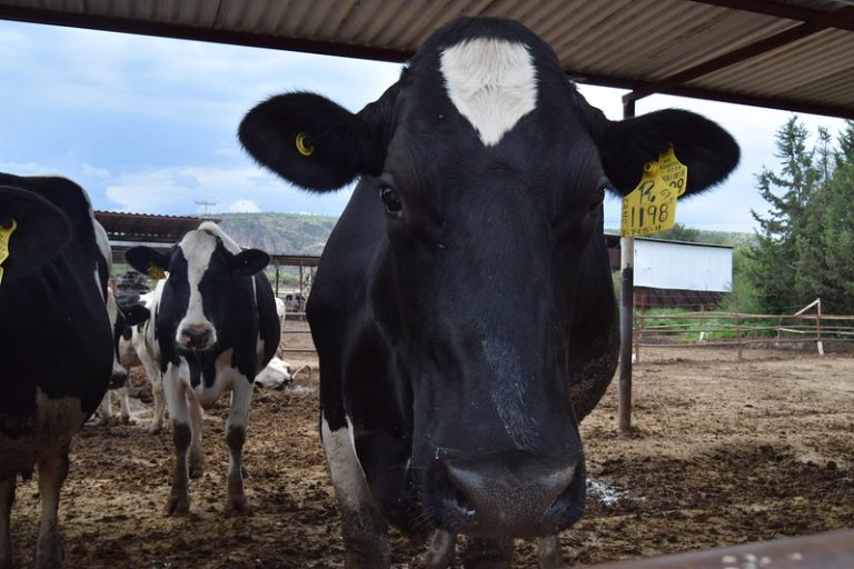 Es difícil bancarizar entrega de apoyos en la Secretaría de Bienestar en Aguascalientes