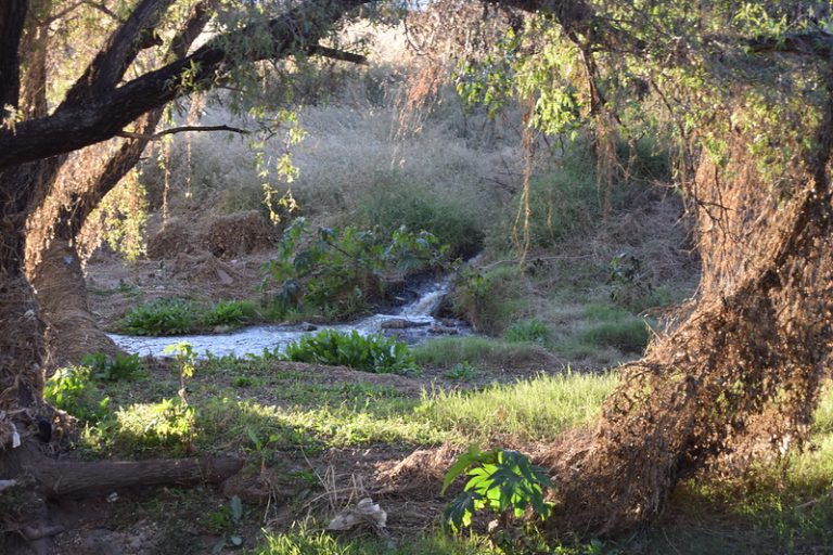 80% de las aguas tratadas son regresadas al río San Pedro: no hay un uso eficiente 