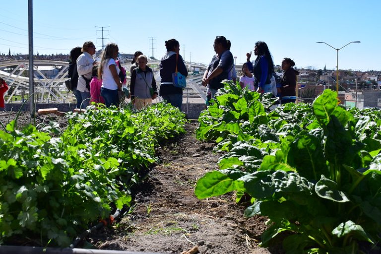 Huertos familiares, alternativa para una alimentación saludable a bajo costo en Aguascalientes