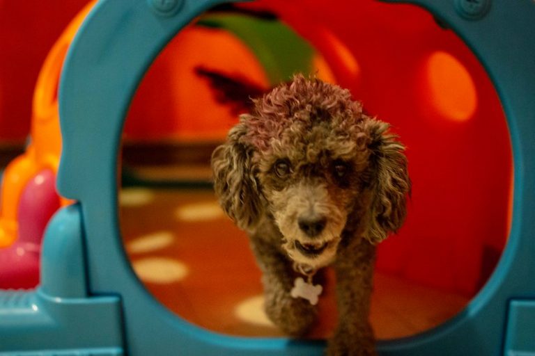 Aprueba Cabildo de Aguascalientes nuevo Reglamento Sanitario de Control, Protección y Trato Digno a los Animales