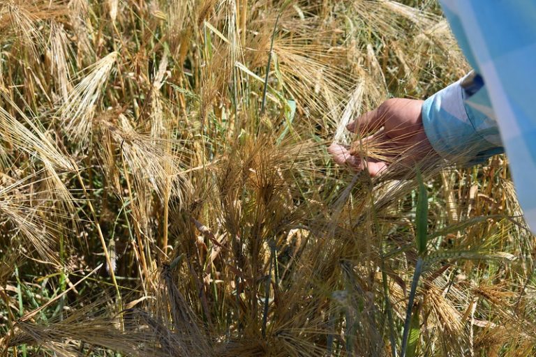 Se requiere contemplar a los pequeños productores de Aguascalientes en precios de garantía para el sector agrícola