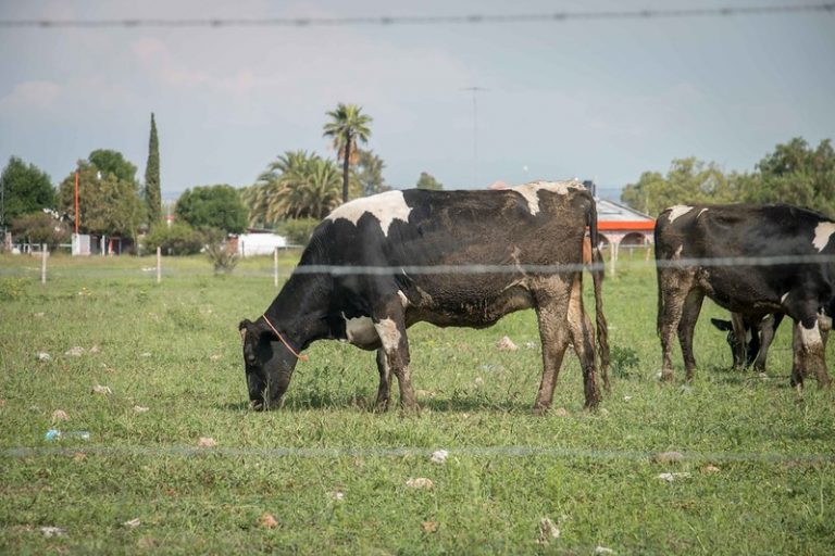 Pequeños productores de leche de Aguascalientes se integrarán a la agroindustria Central de Ganaderos de Lácteos