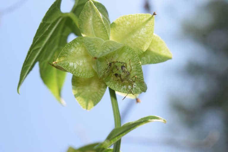 Desarránate o terminarás hervido
