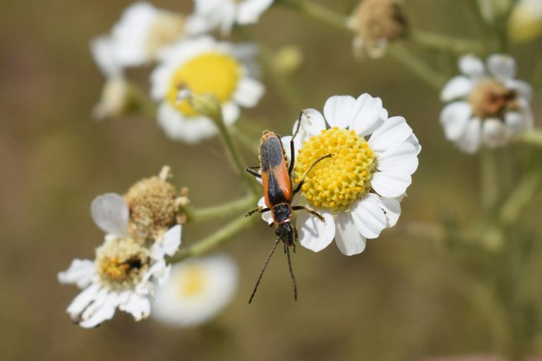 Pretende municipio de Aguascalientes rescatar la totalidad de los terrenos en Los Cobos