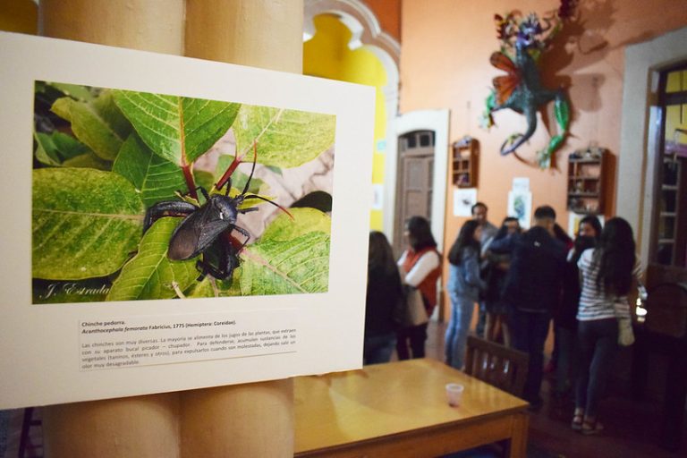 Insectos de Aguascalientes
