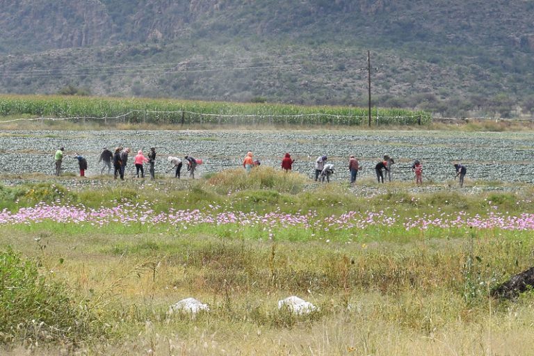 Necesario, regular las condiciones de trabajo de jornaleros foráneos en Aguascalientes