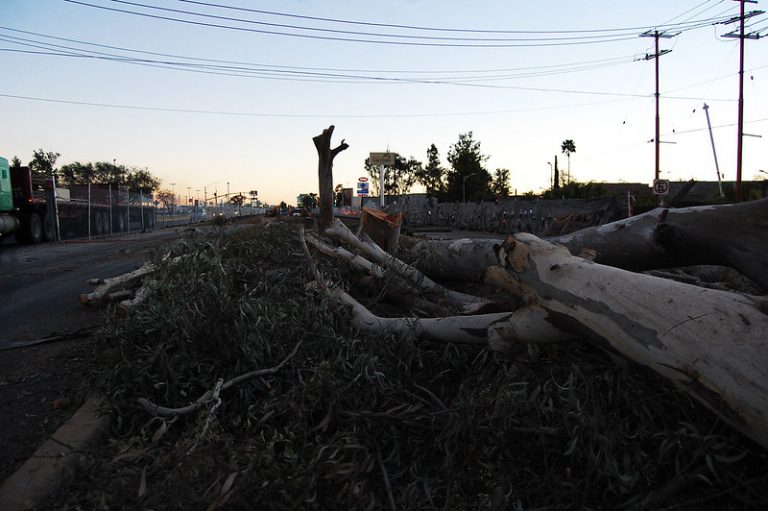 Pidió gobierno de Aguascalientes autorización para derribo y reubicación de 225 árboles