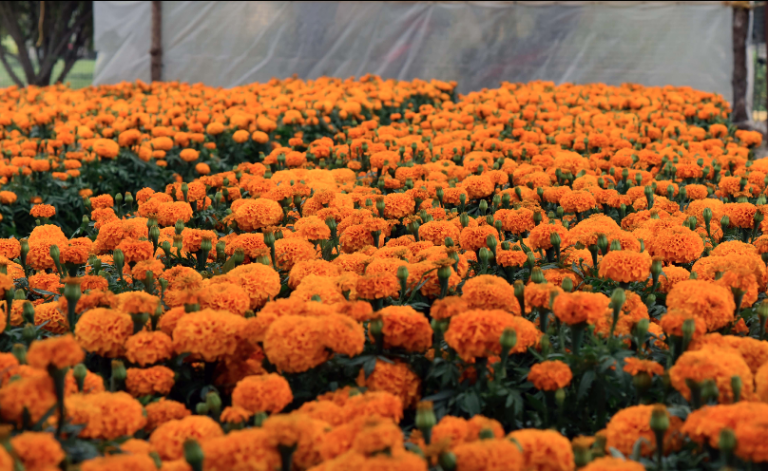 Colocarán tres mil plantas de cempasúchil en la capital de Aguascalientes para celebrar a los muertos 