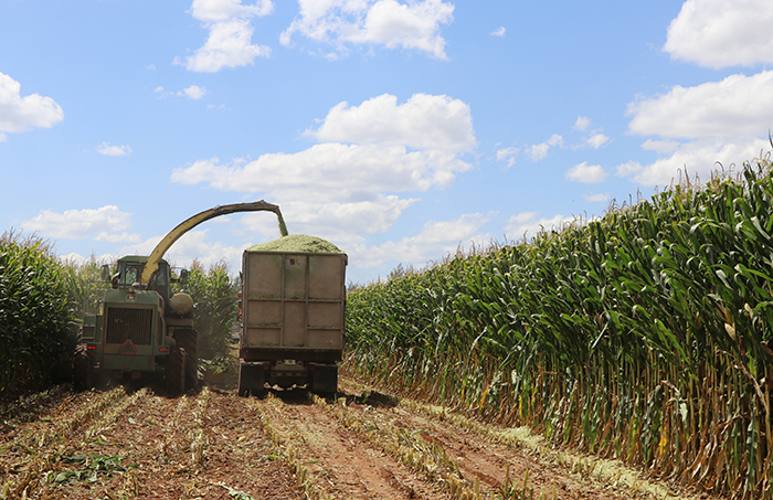 Cosecha de maíz forraje alcanza rendimiento de 85 toneladas por hectárea en Aguascalientes