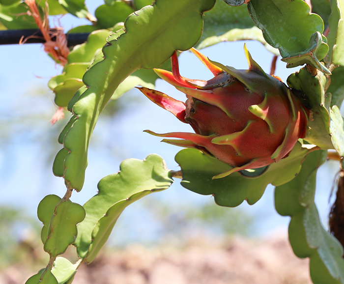 Aguascalientes es ya productor de pitahaya