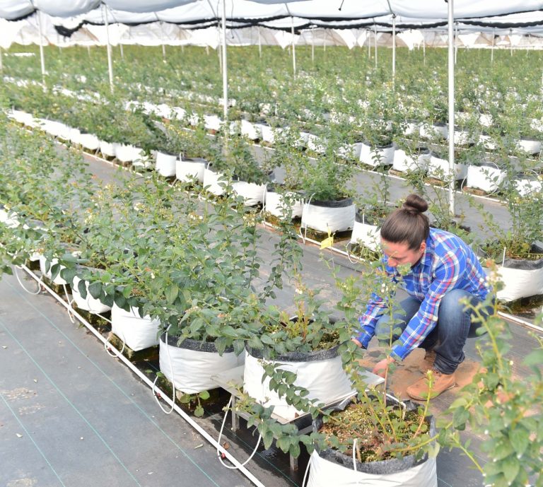 Yara busca reconocer a jóvenes agricultores de Aguascalientes con prácticas sostenibles con el medio ambiente