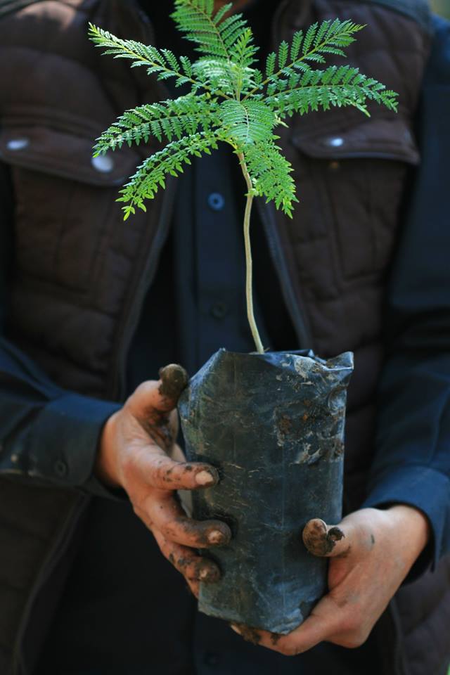 Fueron donadas más de 70 mil plantas y árboles en Aguascalientes