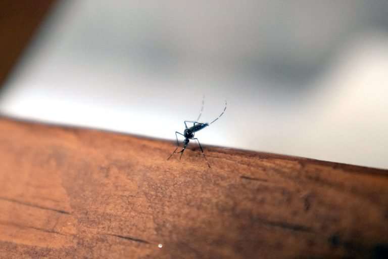 Tres casos de dengue confirmados en Aguascalientes