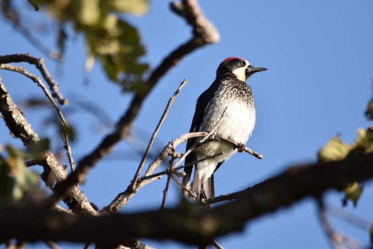 Realizan Festival de las Aves 2019 en la Sierra Fría de Aguascalientes