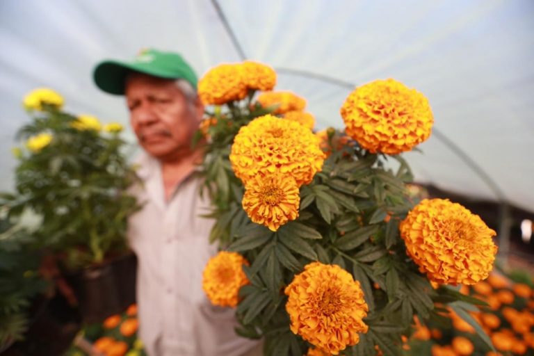 Ventas de cempasúchil llegan a los mil millones de pesos