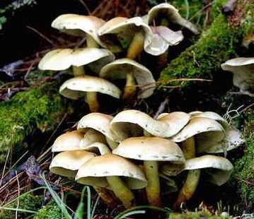 Consumir hongos ayuda a reducir el riesgo de contraer cáncer de próstata