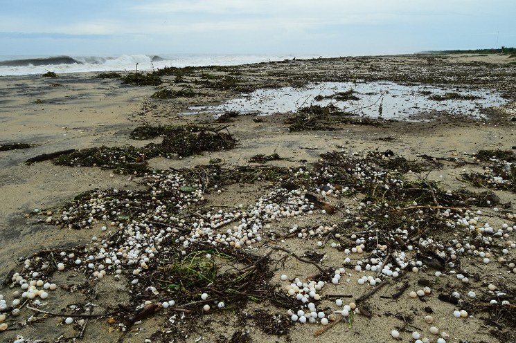 Tormenta tropical “NARDA” destruye ocho millones de huevos de tortuga en las costas de Oaxaca