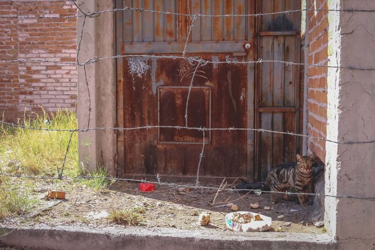 Buscarán regular el número de mascotas en cada hogar de Aguascalientes