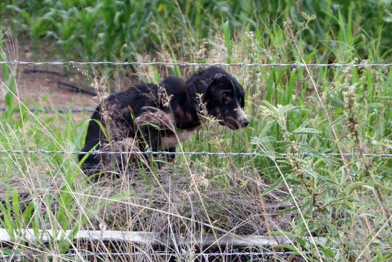 Entregan Premio Antianimalista a la Presidencia Municipal de Aguascalientes