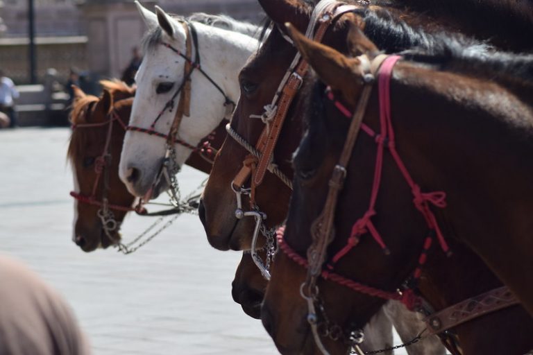 Busca gobernador de Aguascalientes acuerdos en materia turística en el sector ecuestre de España