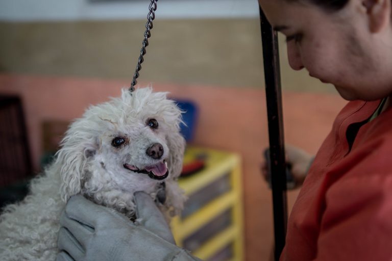 Jornada de Esterilización en Jesús María, Aguascalientes