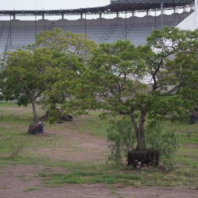 48333843382_f6cf7fa2ea_c