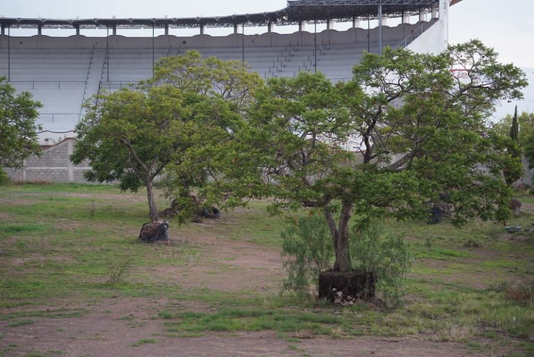Habilitan plataforma para consultar acciones de reforestación realizadas en Aguascalientes