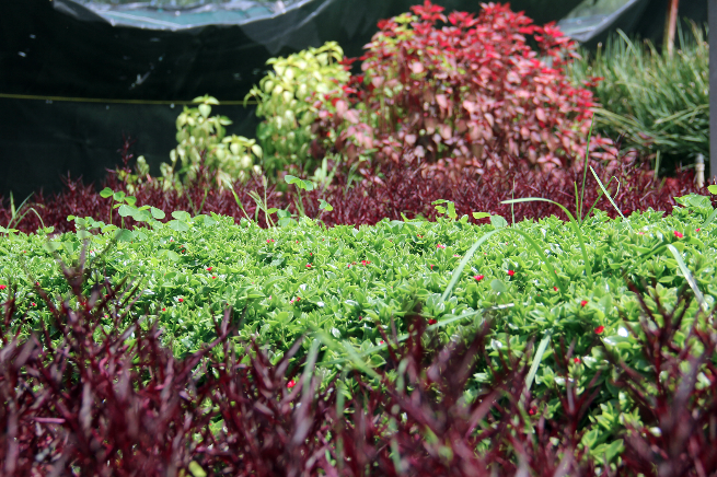 Comenzará en el Vivero de Aguascalientes capital la etapa de producción para el año 2020