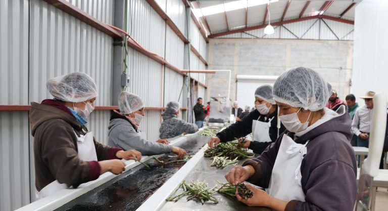 Productores de Aguascalientes asisten a demostración del cultivo y empaque de espárrago    