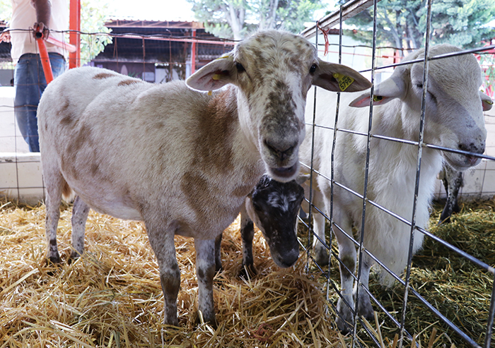 Se apoya a ganaderos de Aguascalientes para el mejoramiento de su hato   