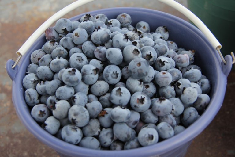 Más de doce toneladas de producción en primera cosecha de arándano en Aguascalientes