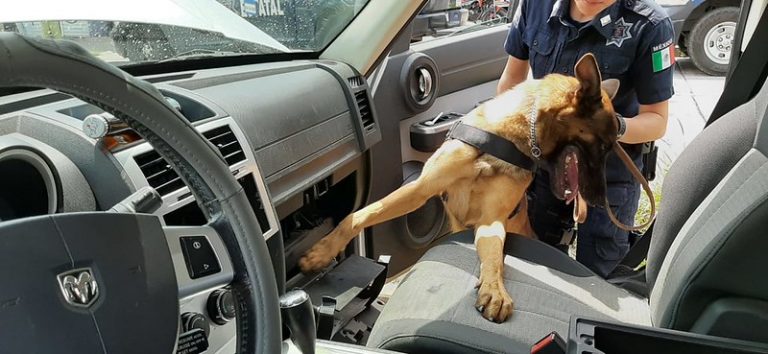 Capacitará el grupo canino de la Policía Nacional de Guatemala a la Unidad K-9 de la SSPE Aguascalientes