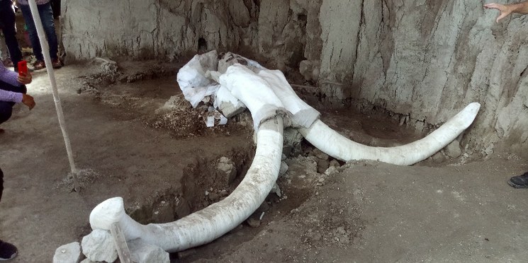 Encuentran restos de Mamut en Tultepec que confirman la cacería de esta especie