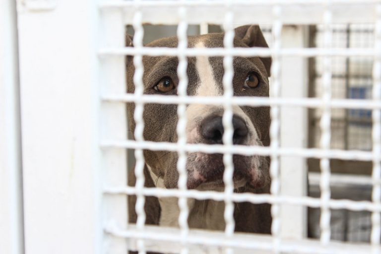 Reconocen en municipio de Aguascalientes haber sacrificado a mascota por error